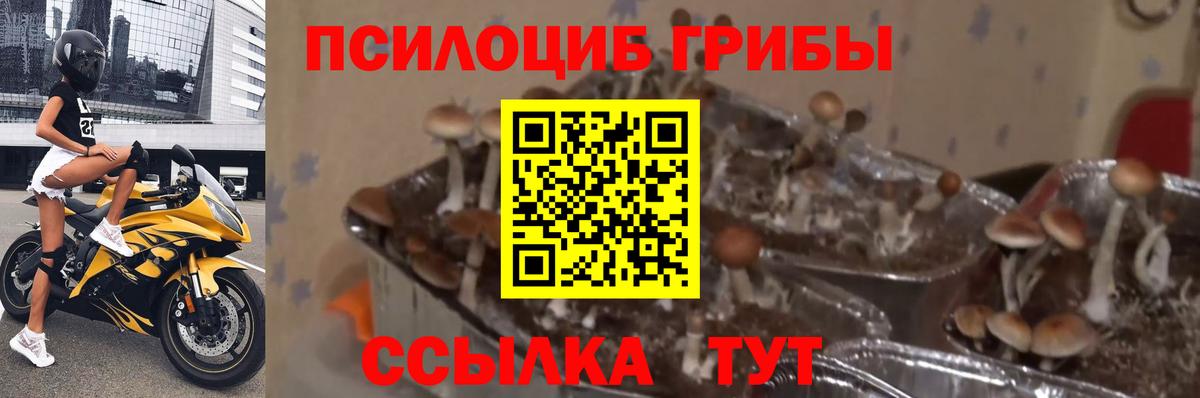Псилоцибиновые грибы мицелий Советск